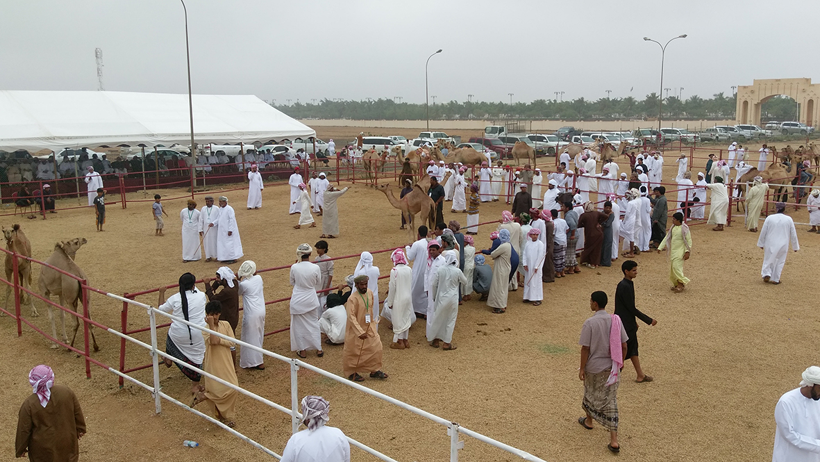 ختام مهرجان خريف ظفار للمزاينة والمحالبة