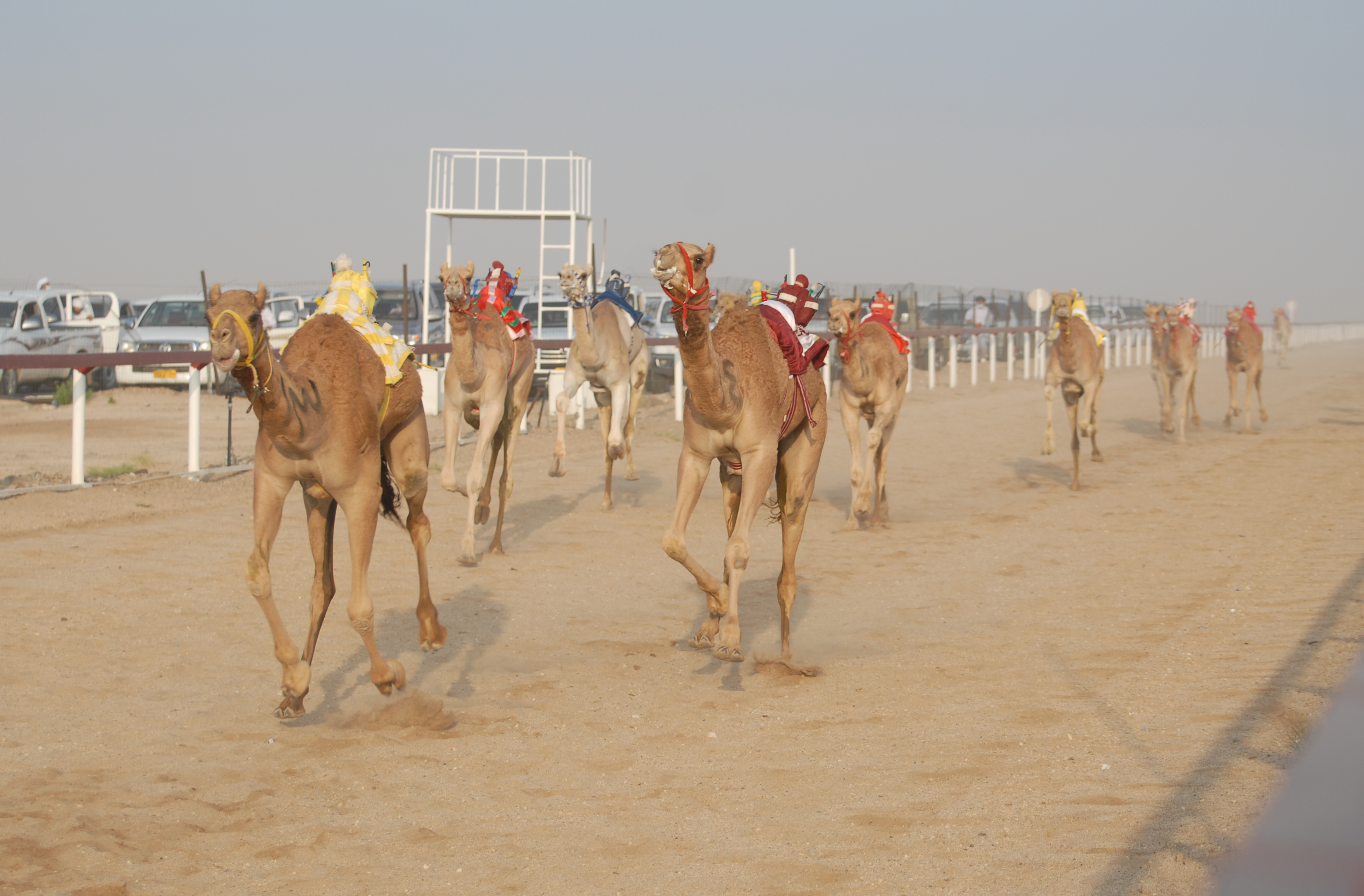 انطلاق المهرجان السنوي لسباقات الهجن بولاية المضيبي