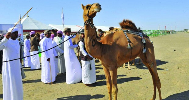 مسابقة مزاينة الهجن بولاية المصنعة تنطلق ٥ يناير المقبل