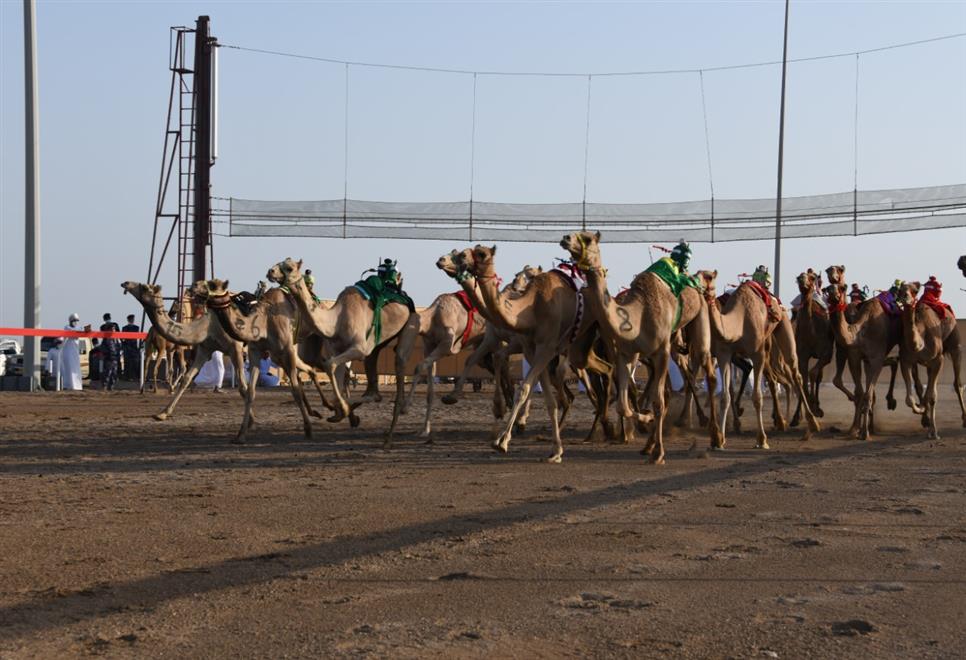 انطلاق منافسات سباق الهجن الأهلية بولاية أدم