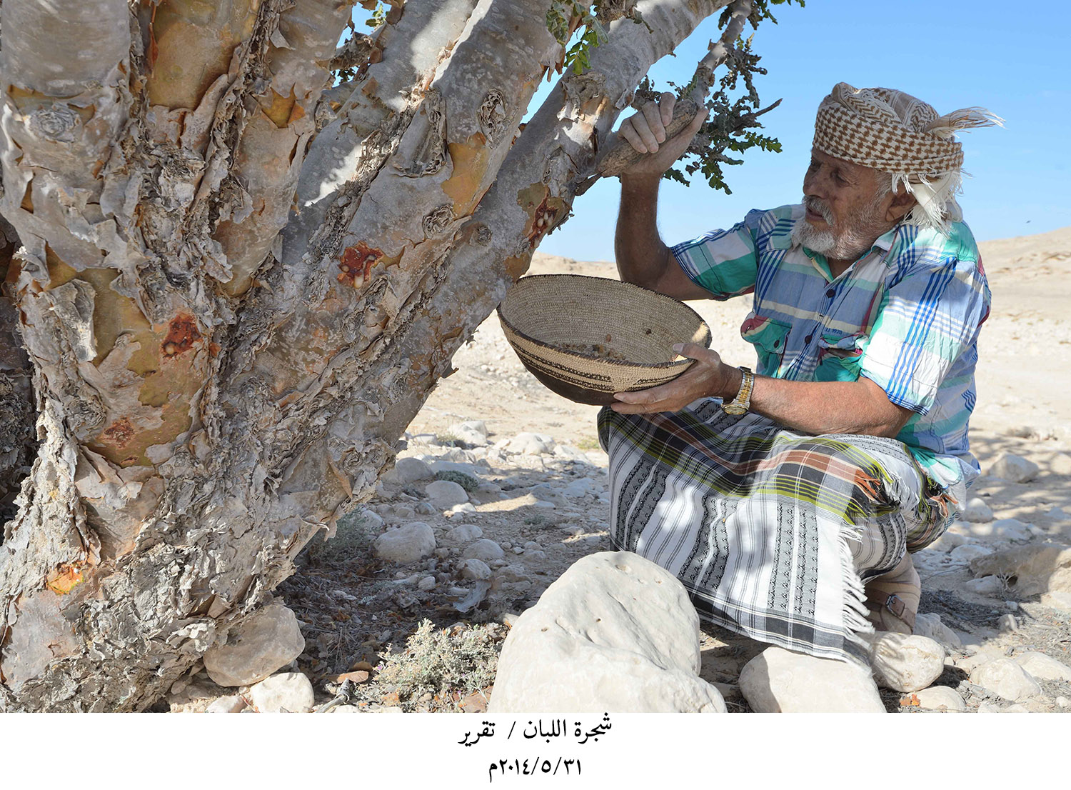 شجرة اللبان عبق من التاريخ