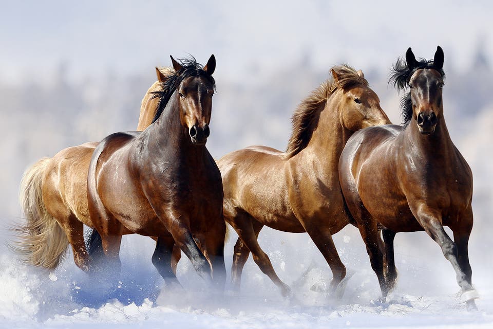 الخيل في حديث النبي صلى الله عليه وسلم