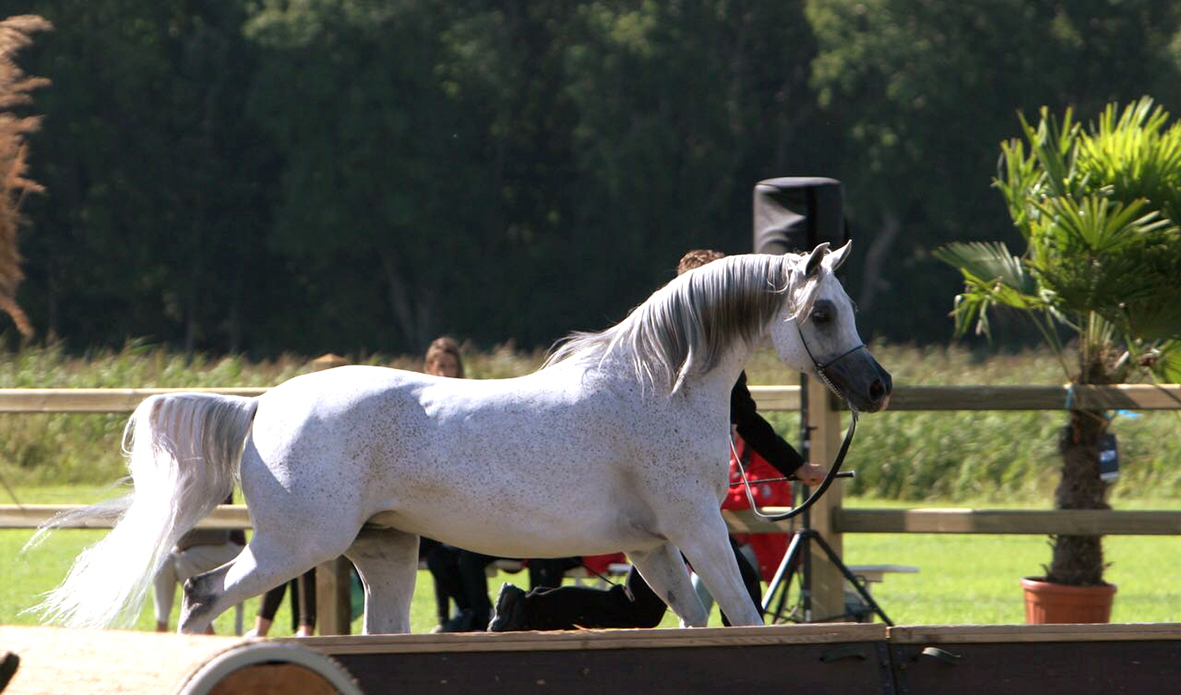 فضية وبرونزيتان للخيالة السلطانية في بطولة فيشي لجمال الخيل