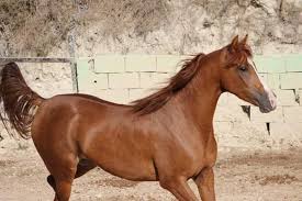 ترويض الخيل ( التضمير )