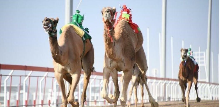 اليونسكو تدرج سباقات الهجن في القائمة التمثيلية للتراث الثقافي غير المادي للإنسانية للسلطنة