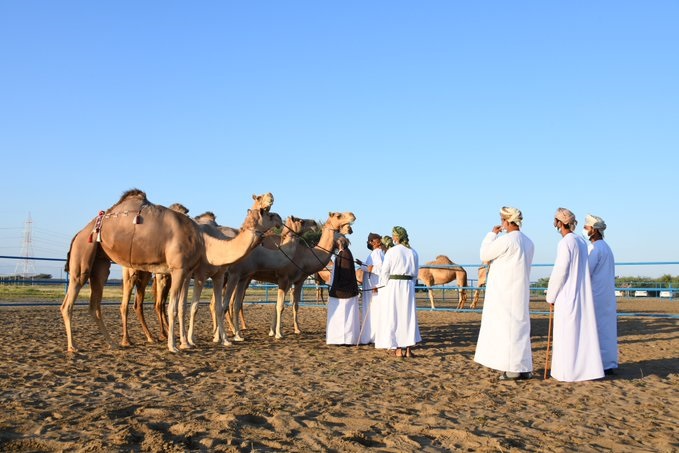 اختتام منافسات مسابقة المزاينة بولاية بركاء