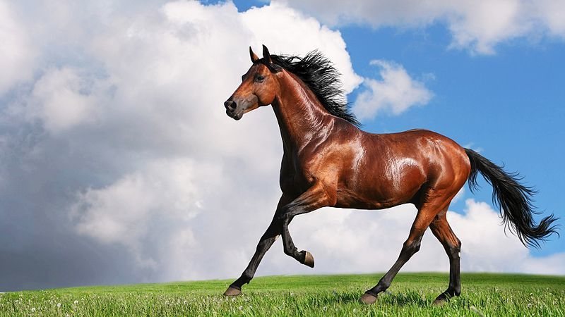 من أجل الخيل.. نصائح في استخدام الأدوية بطريقة صحيحة
