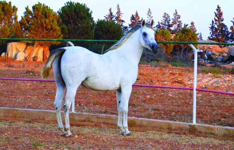 وخز الابر.. احدى طرق علاجات الخيل