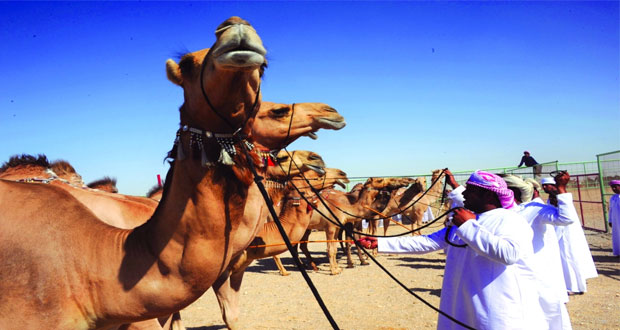 انطلاق فعاليات سباق الهجن بولاية ثمريت