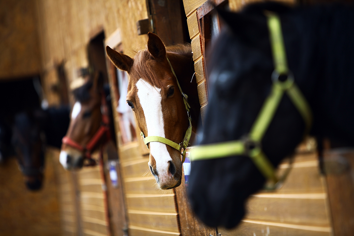 أرضيات إسطبلات الخيل.. خيارات متعددة .. أيها الأفضل؟