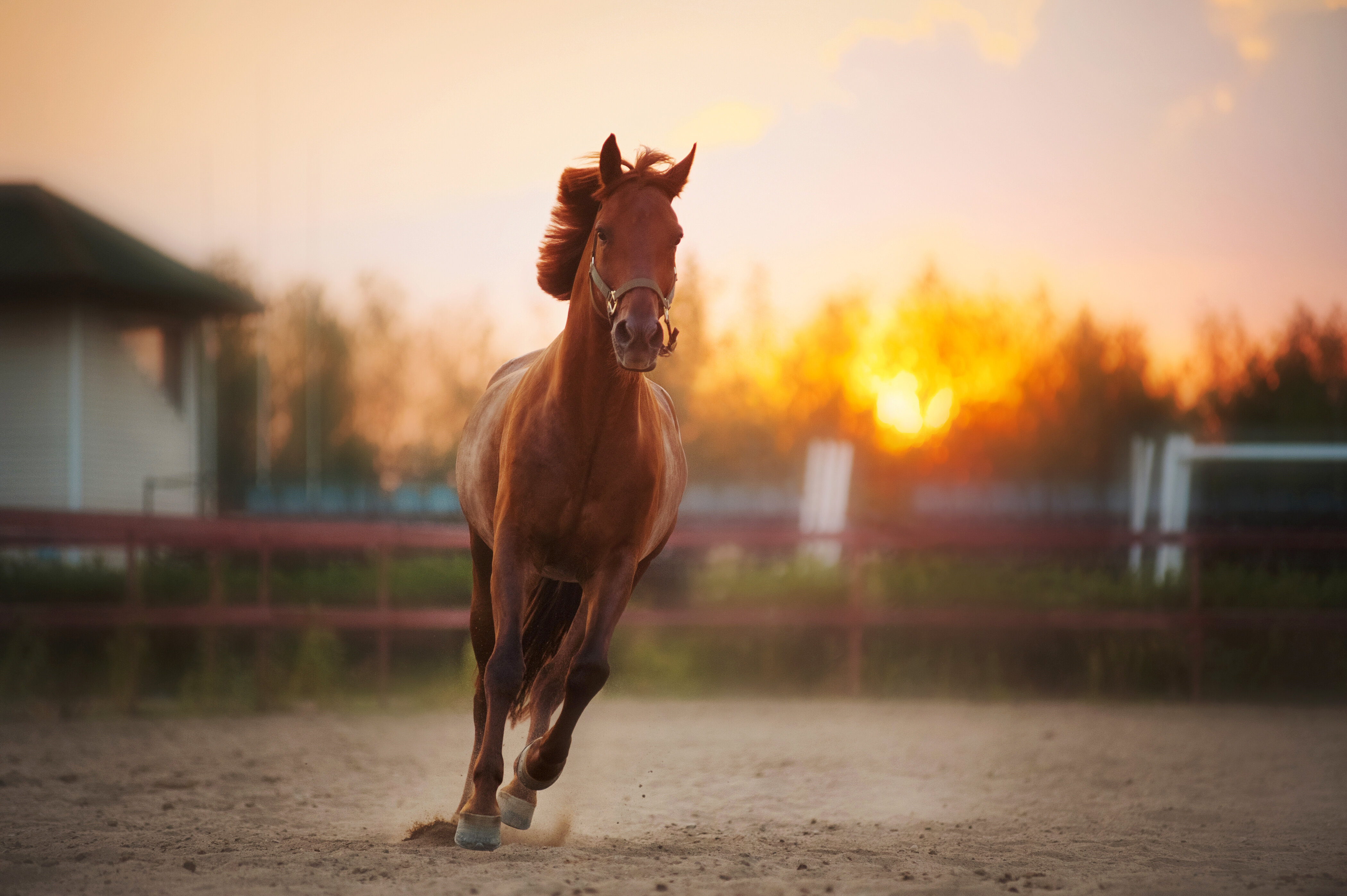 مرض الرُّعام.. خطر على الخيل وفارسه