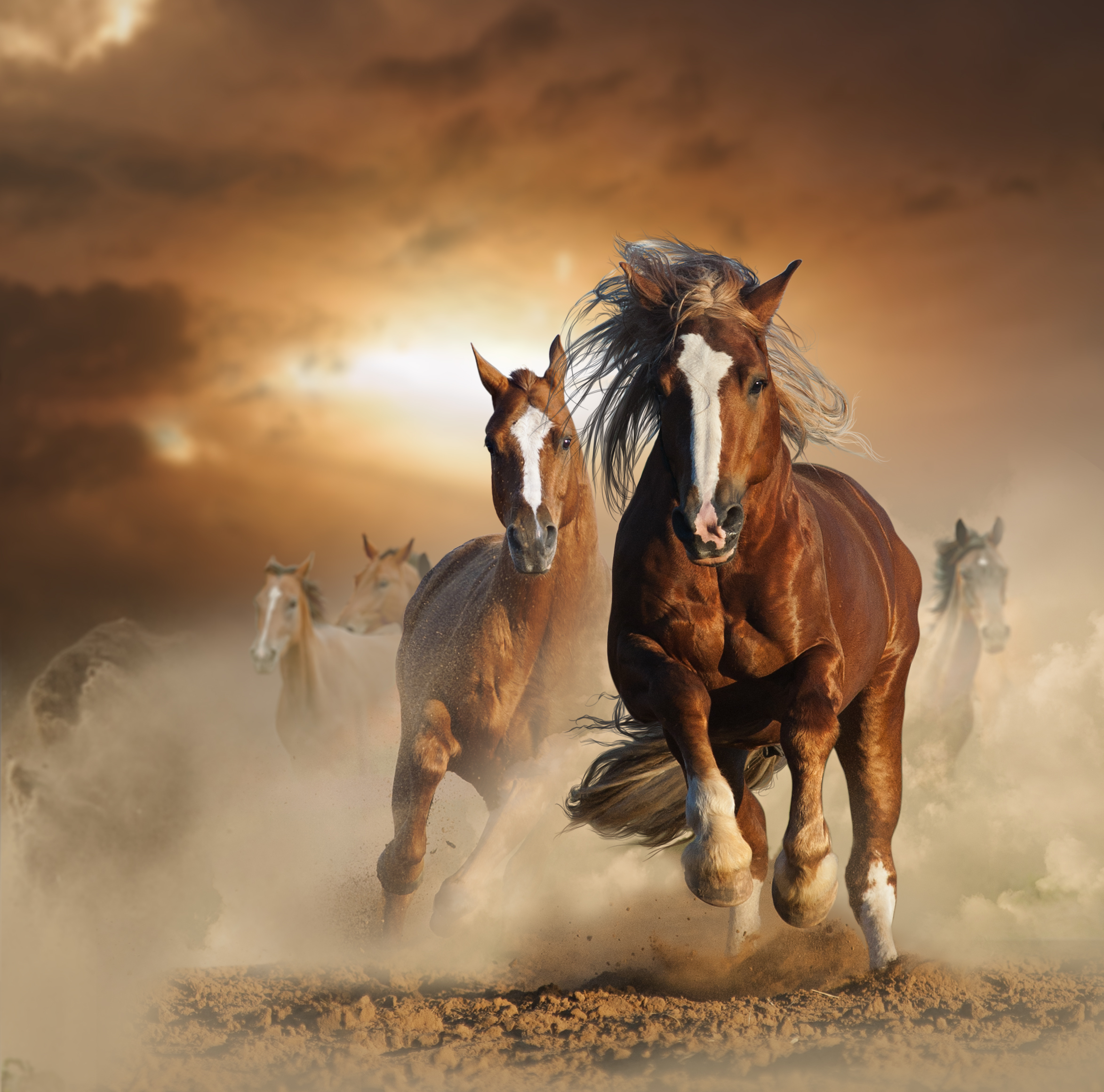 كيف تمنع الخيول من العض والركل بدون استخدام العنف؟