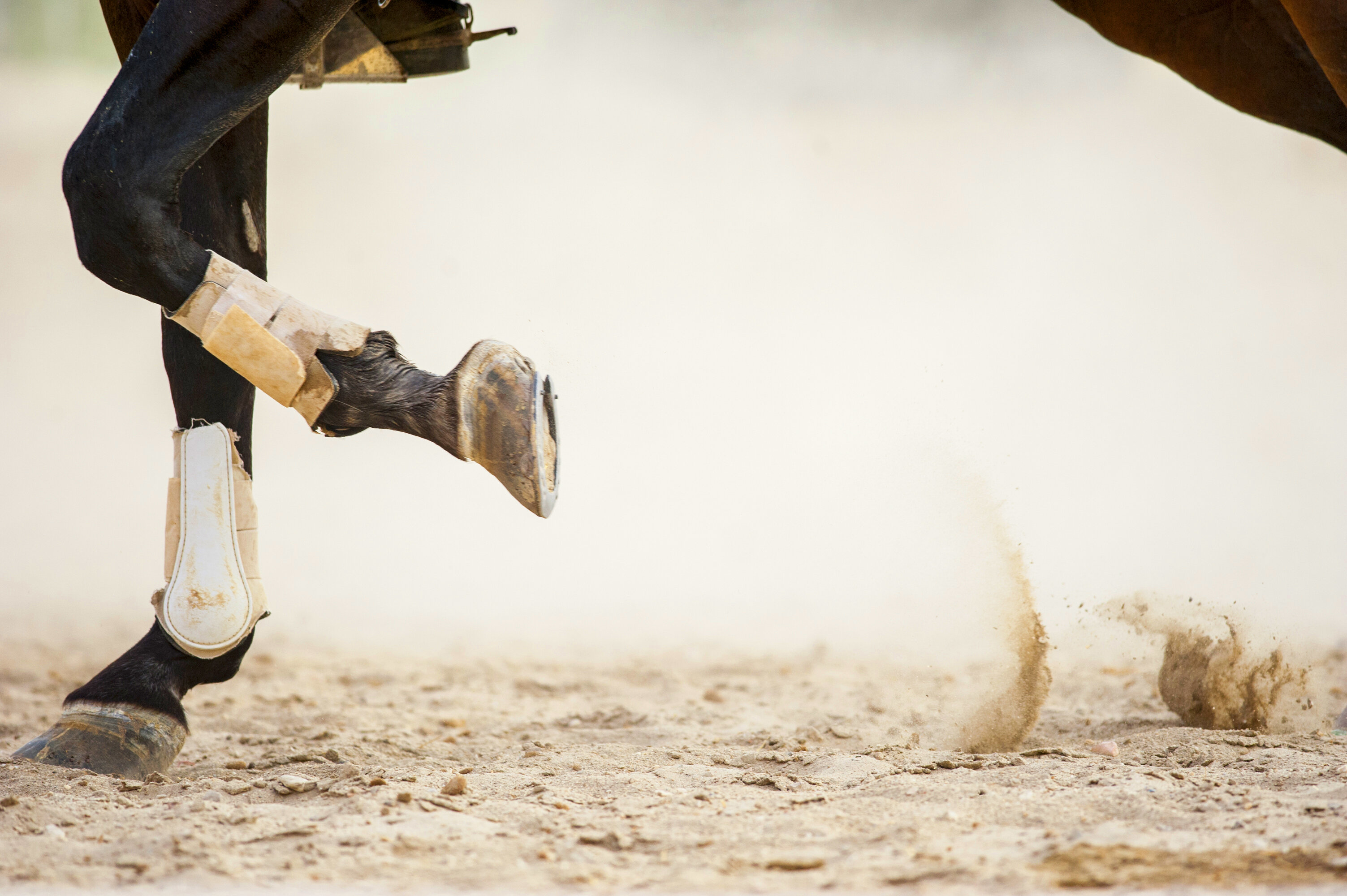 التهابات الأوتار في الخيل
