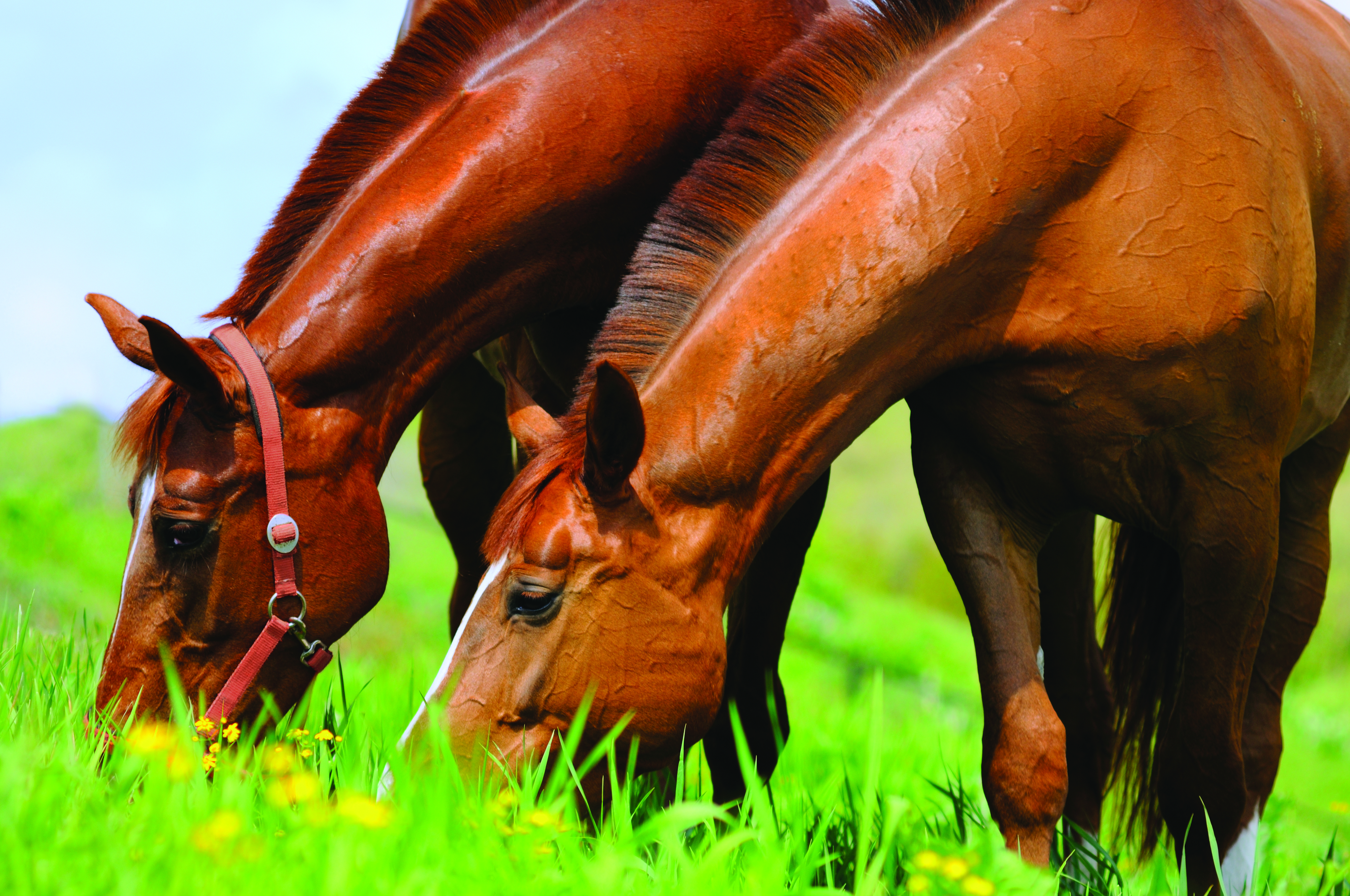 صحة الخيل في صحة أمعائها