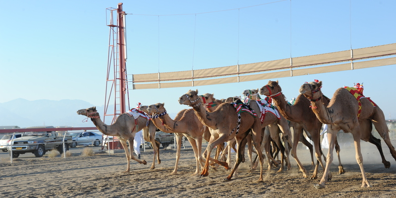 الخميس المقبل.. ختام منافسات السباق الختامي على كأس جلالةِ السُّلطان المعظم للهجن بولاية بركاء