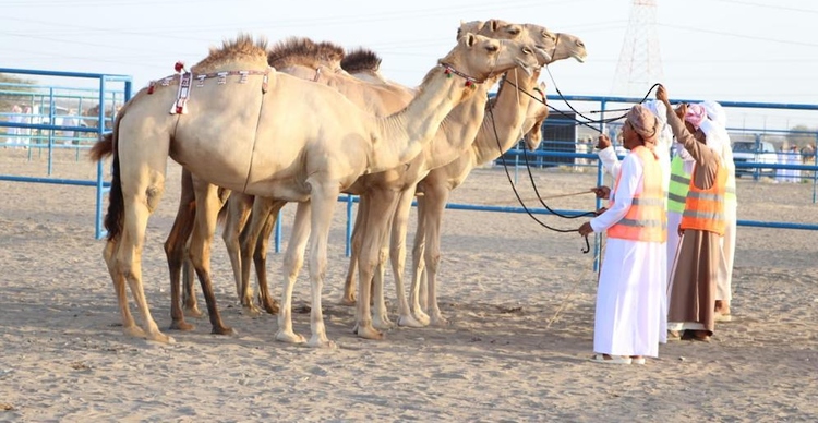 تواصل منافسات مهرجان المزاينة بولاية المصنعة